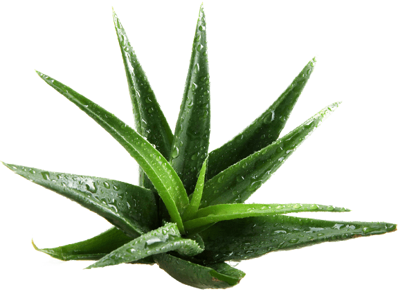 cosmetics-aloe-layer-1.png